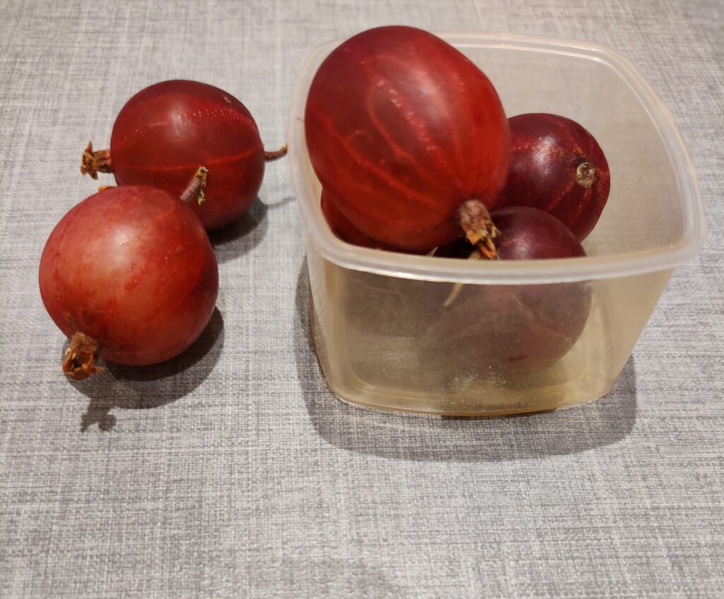 røde stikkelsbær til madpakke